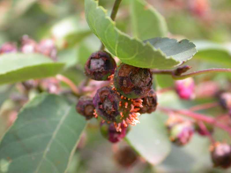 CedarHawthorn Rust